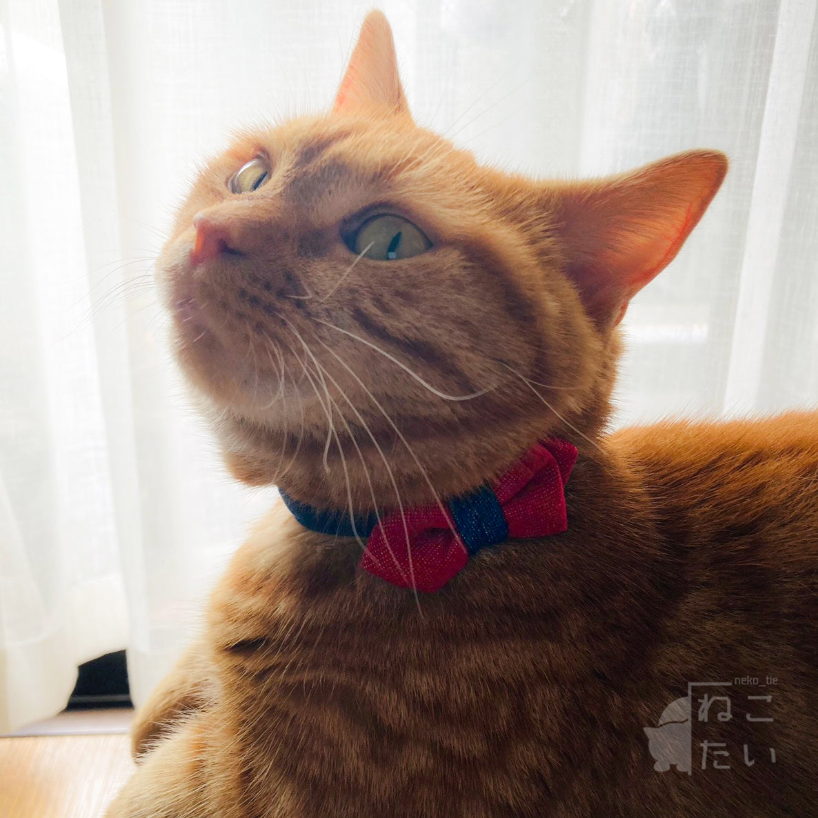 【SMLサイズ】ねこの首輪 ねこたい nekotie ツートンデニム 暮らすぱいす